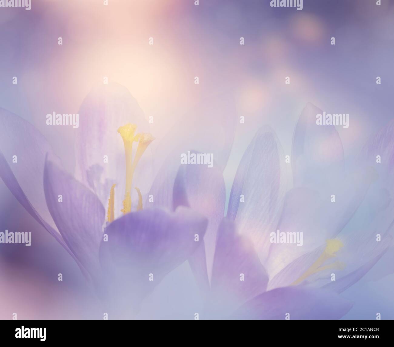 Astratto sfondo floreale con Crocus fiori di primavera Foto Stock