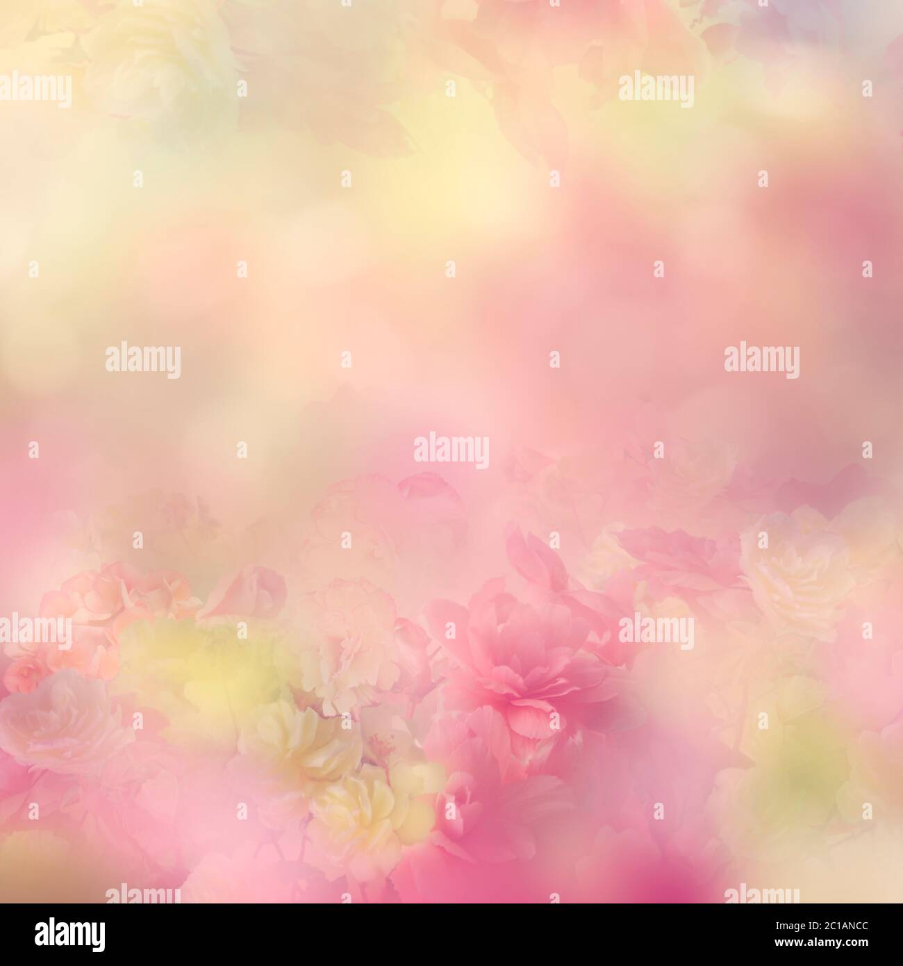 Fiori Begonia colorati astratto per sfondo, messa a fuoco morbida Foto Stock