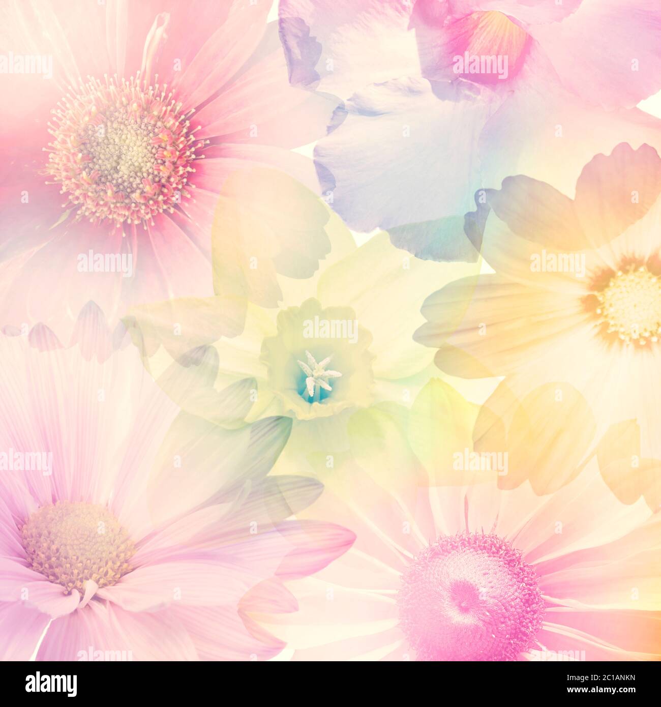 Fiori colorati astratti per sfondo, messa a fuoco morbida Foto Stock