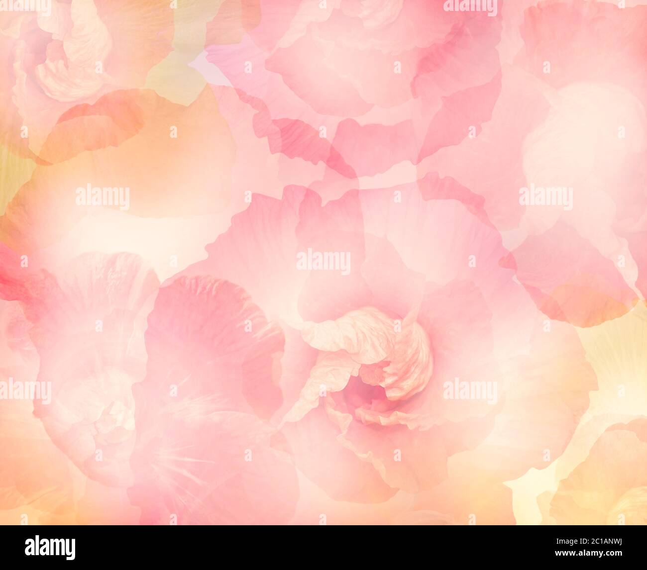 Abstract Hibiscus Fiori per sfondo, messa a fuoco morbida Foto Stock