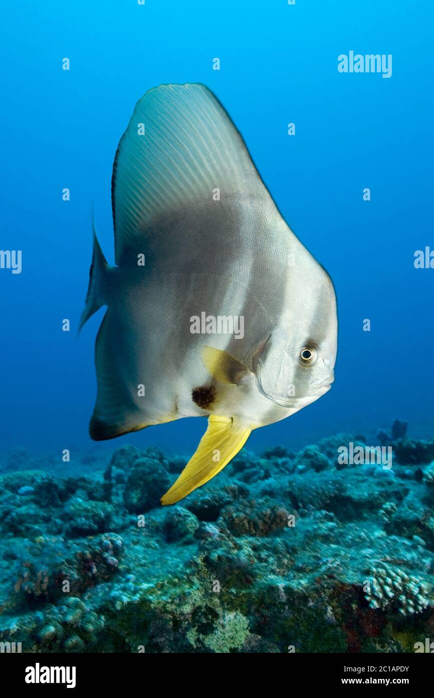 Pesce battuto di pinna - Platax teira Foto Stock