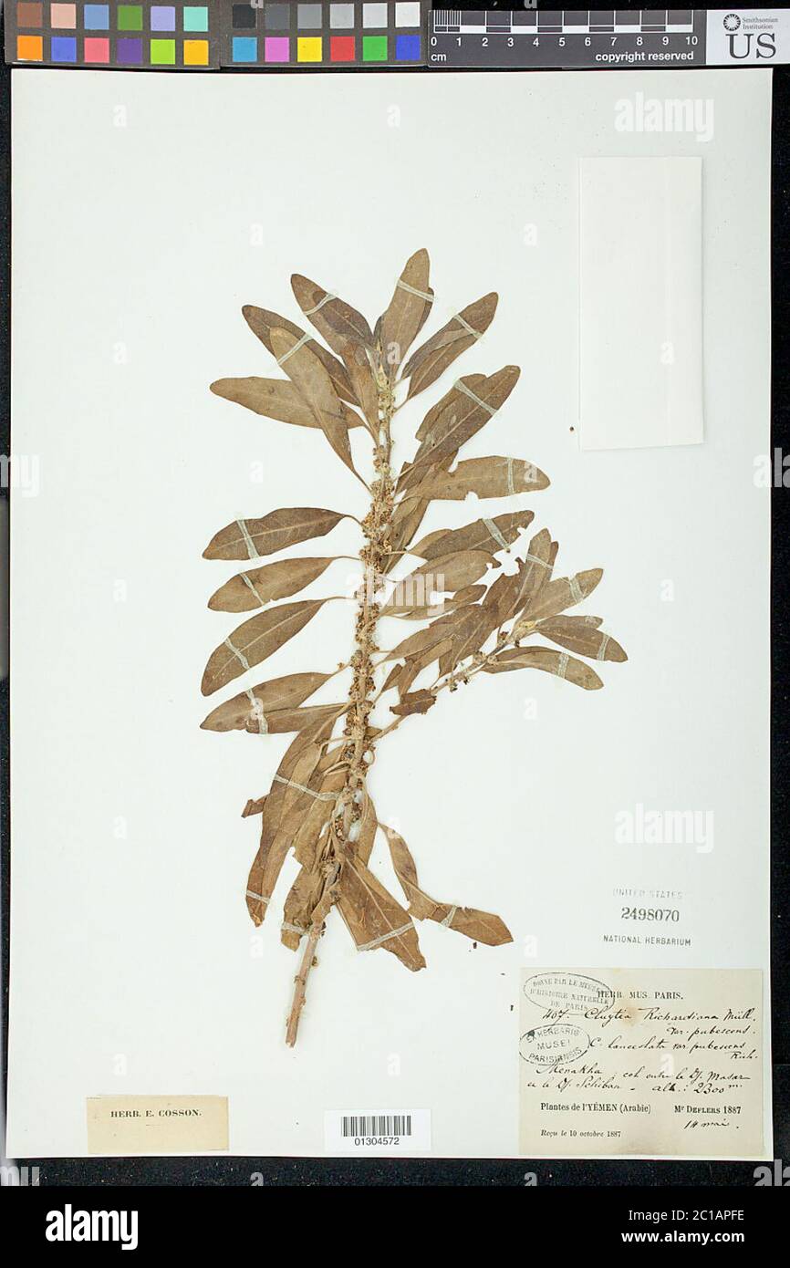 Clutia richardiana Mll Arg Clutia richardiana Mll Arg. Foto Stock