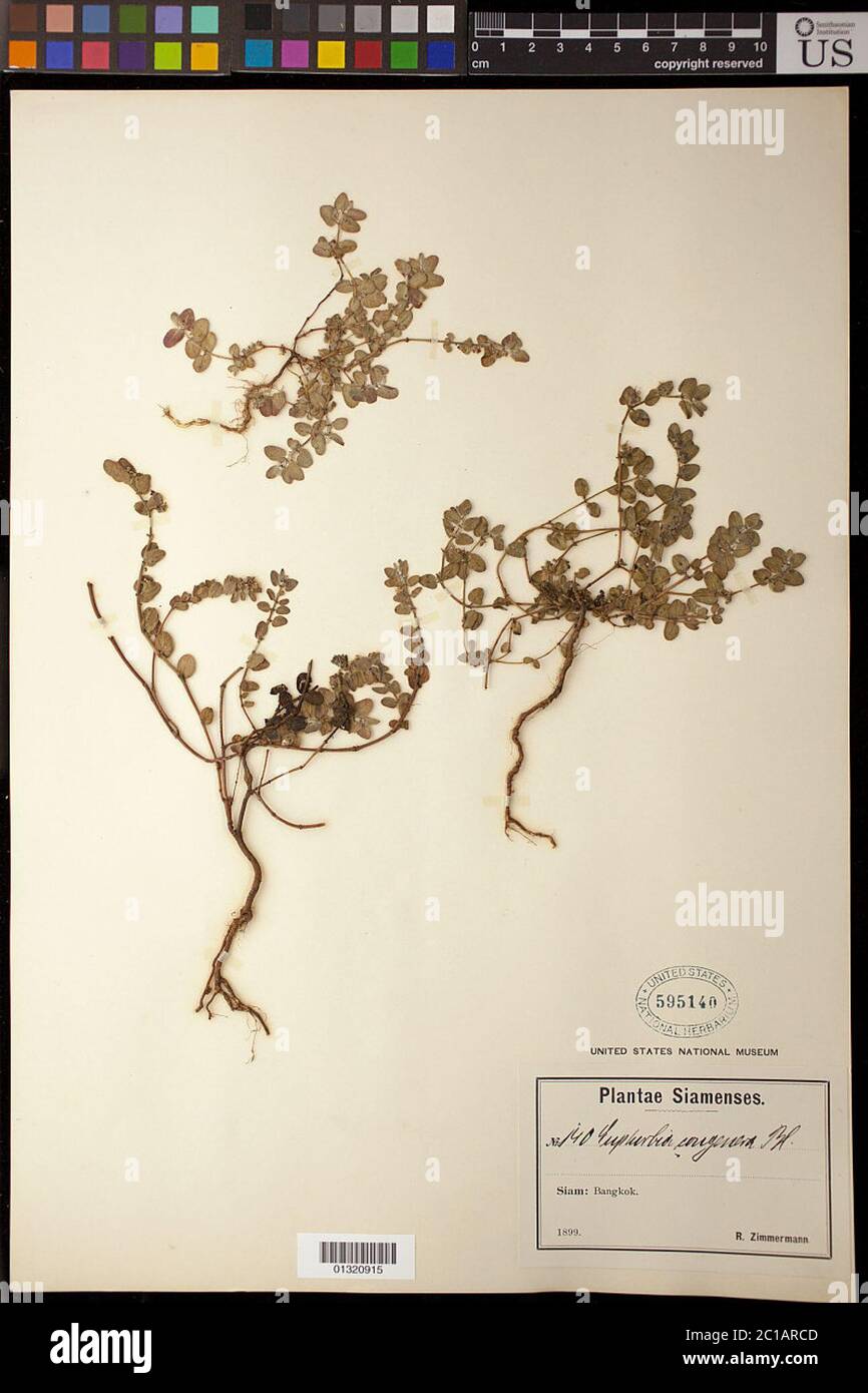 Euphorbia reniformis Blume Euphorbia reniformis Blume. Foto Stock