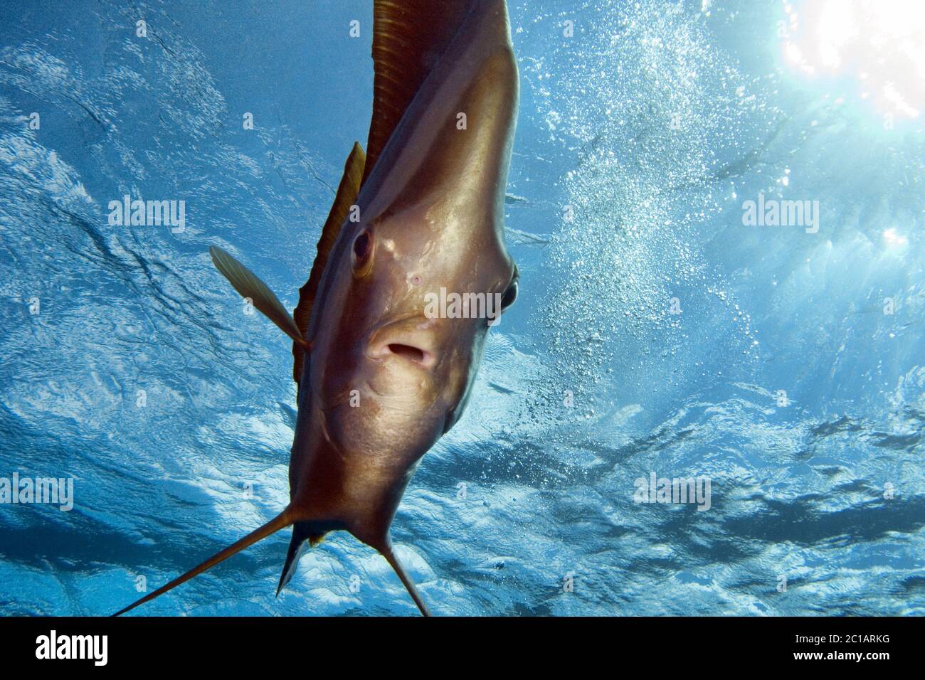 Pesce battuto di pinna - Platax teira Foto Stock