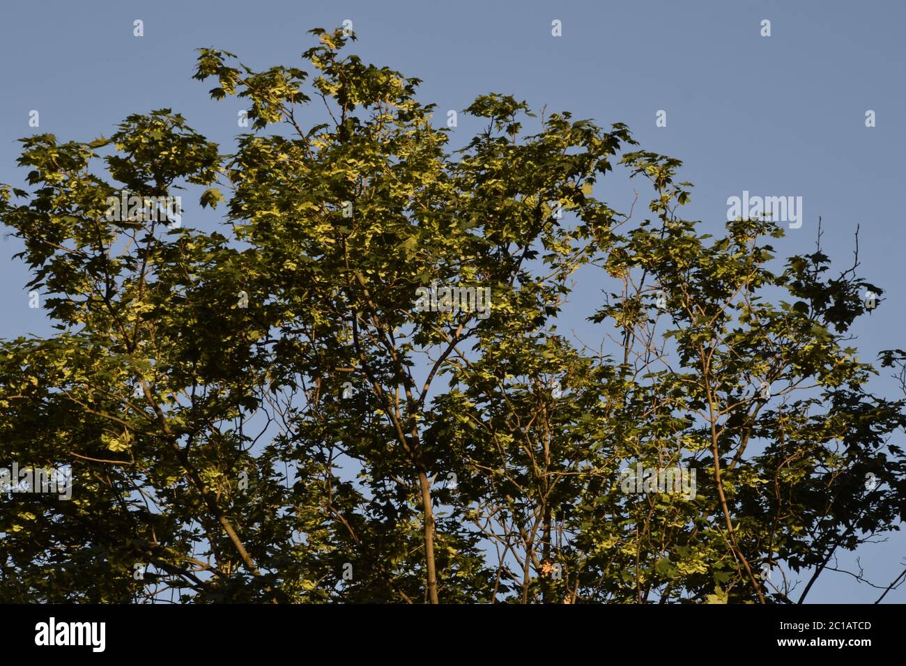Baum vor blauem Himmel Foto Stock