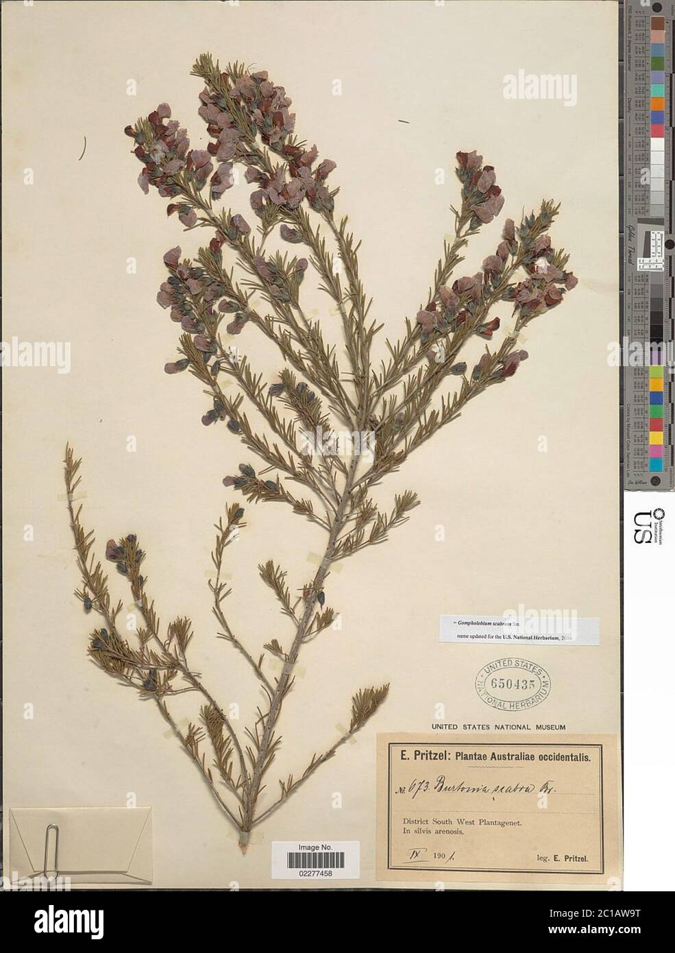 Gompholobium scabrum SM Gompholobium scabrum SM. Foto Stock