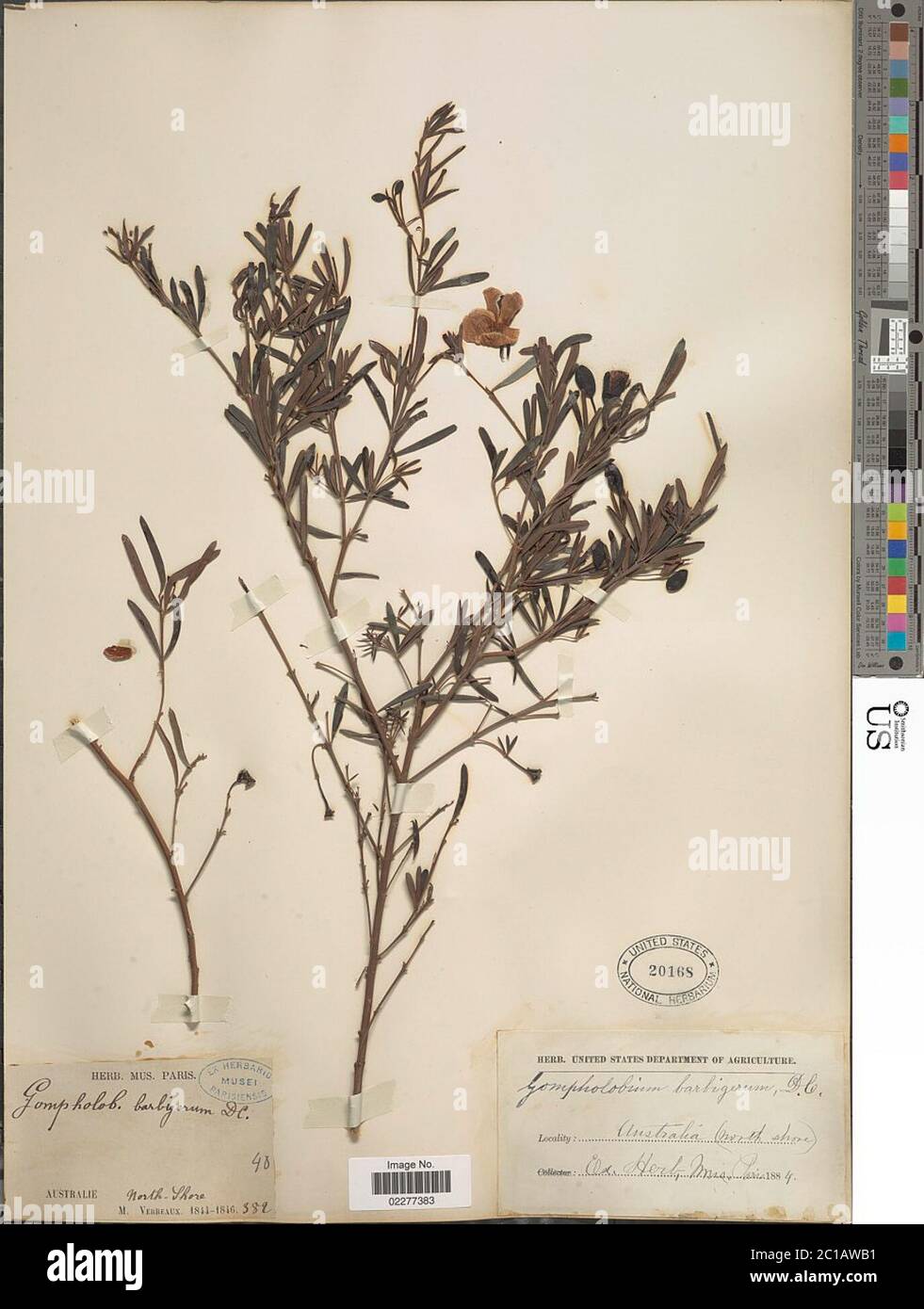 Gompholobium barbigerum DC Gompholobium barbigerum DC. Foto Stock