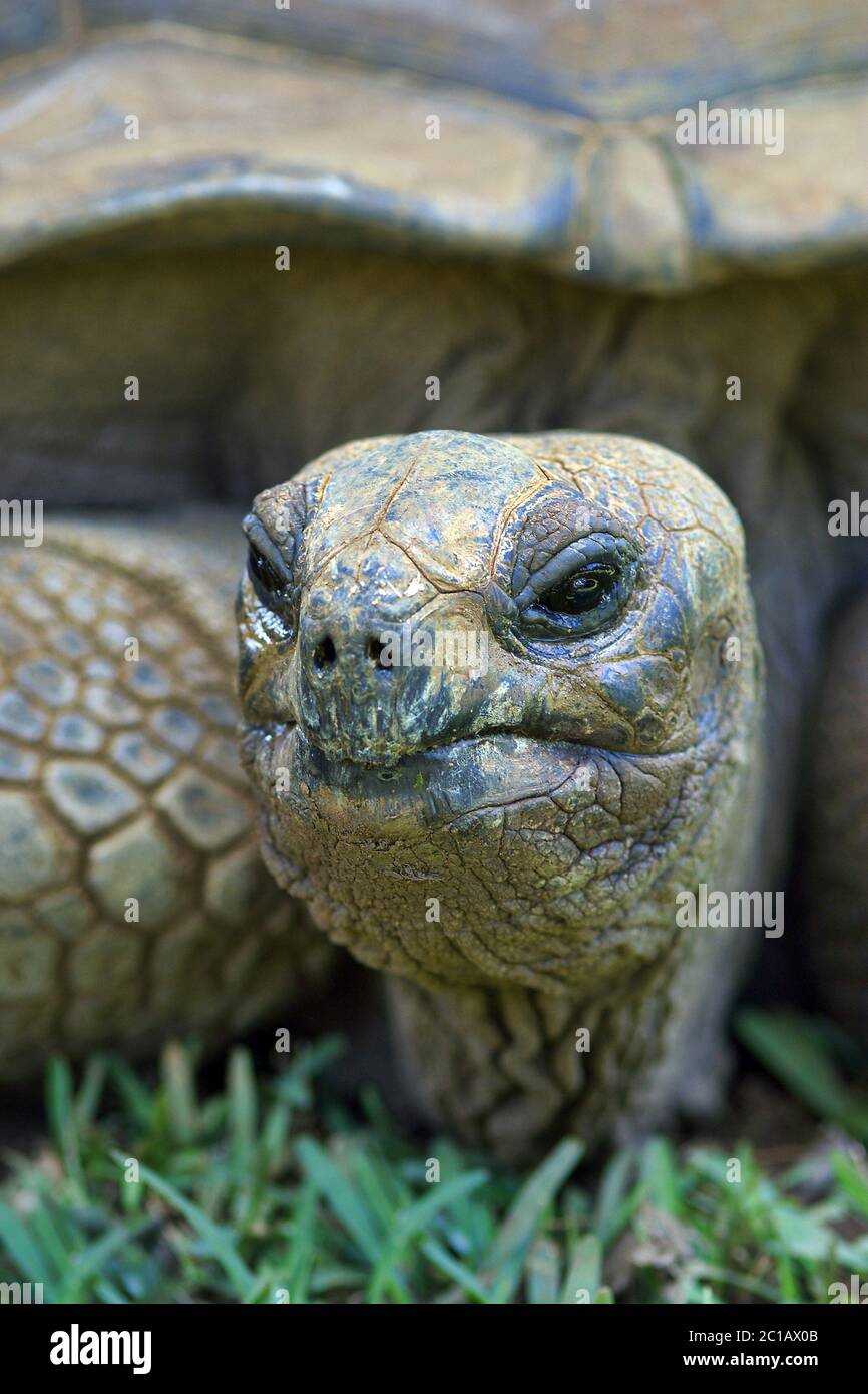 Tartaruga gigante di Aldabra - Aldabrachelys gigantea Foto Stock