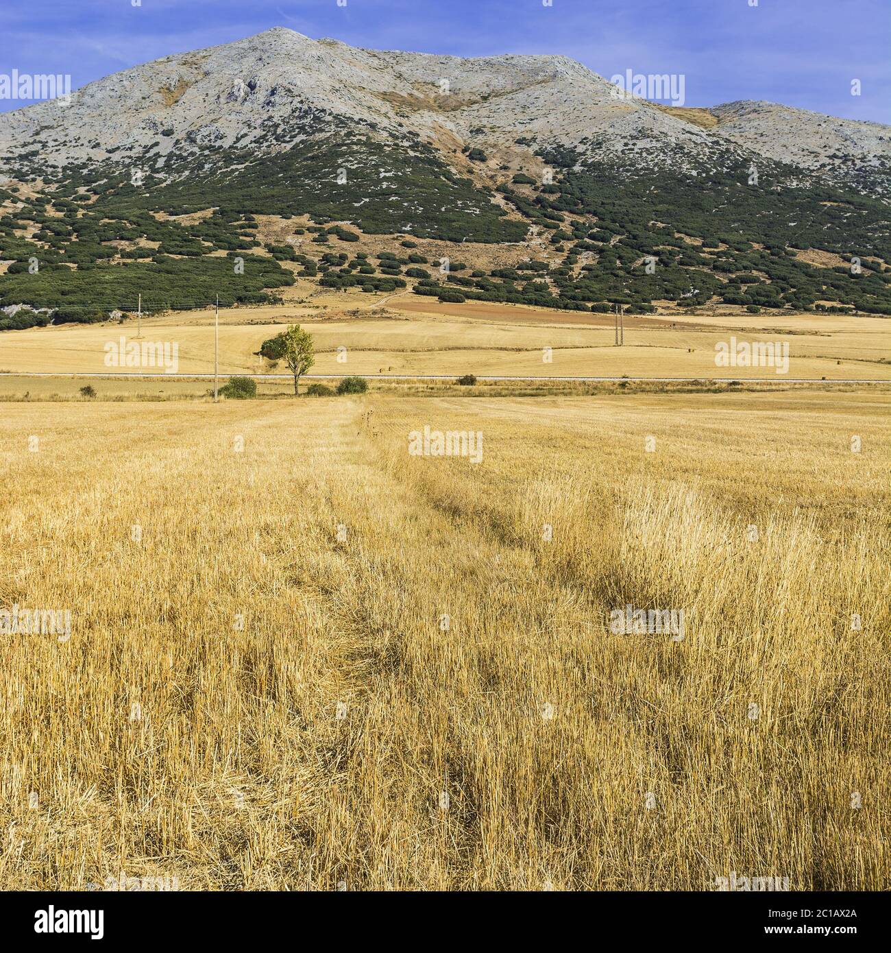 Ferrovia che attraversa il campo Foto Stock