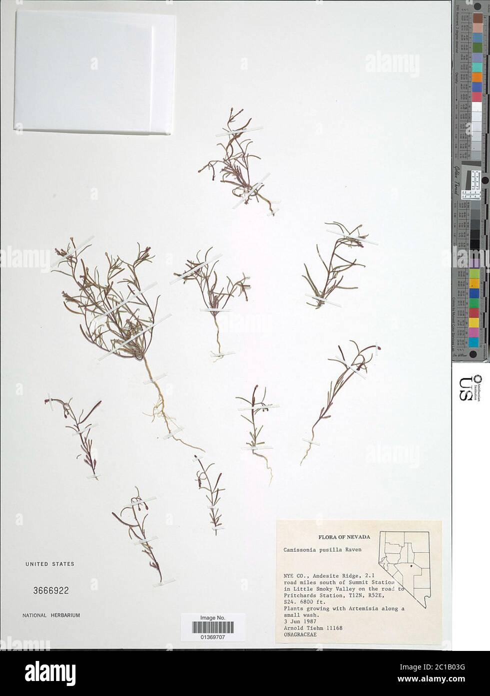 Camissonia pusilla PH Raven Camissonia pusilla PH Raven. Foto Stock