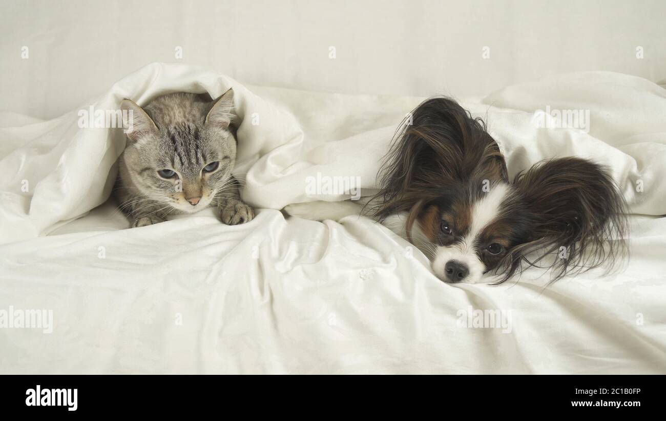 Gatto con un cane si trova sotto la coperta del letto Foto Stock