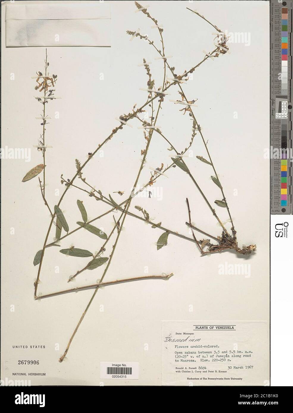 Desmodium sp. Desmodium sp. Foto Stock