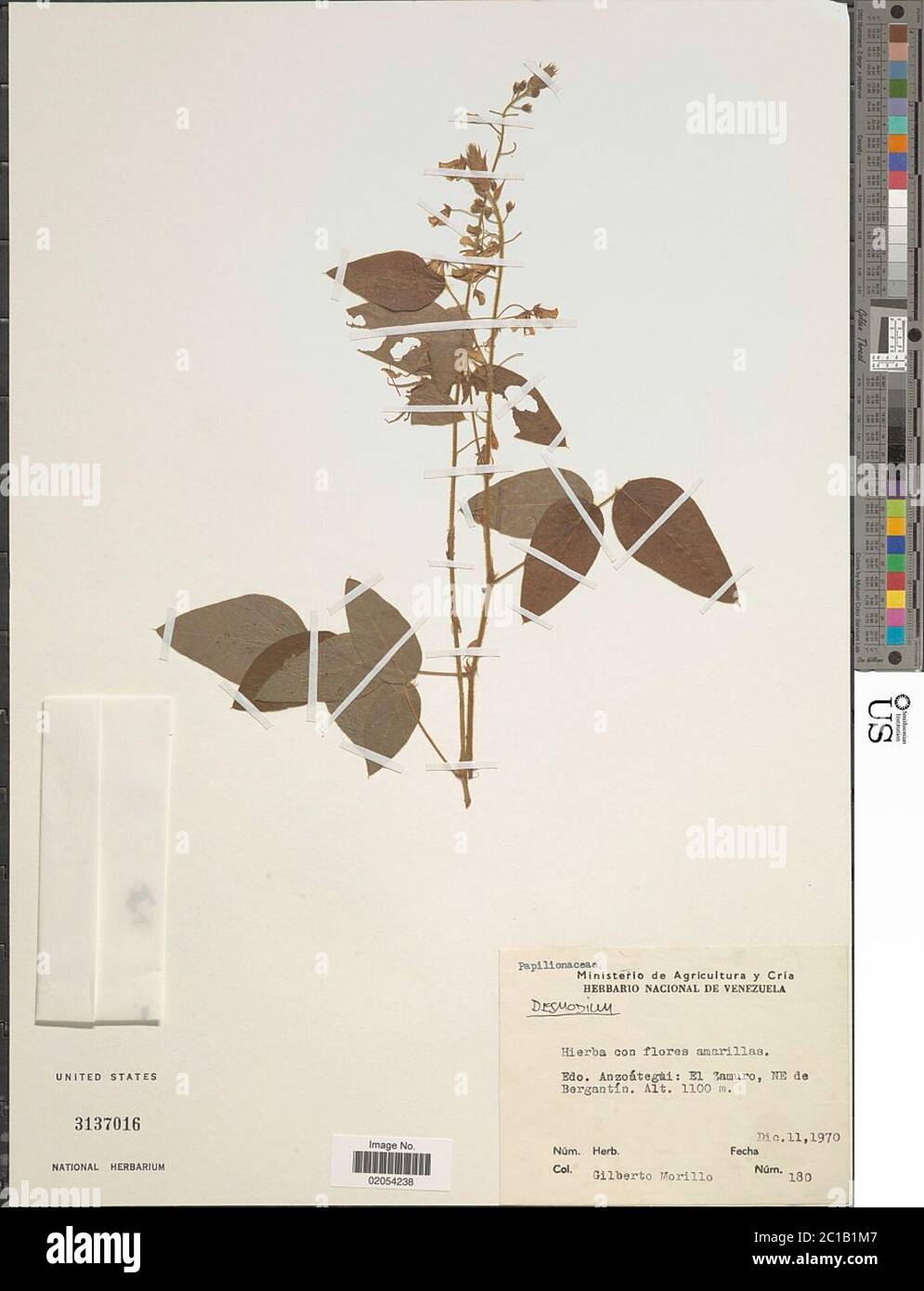 Desmodium sp. Desmodium sp. Foto Stock