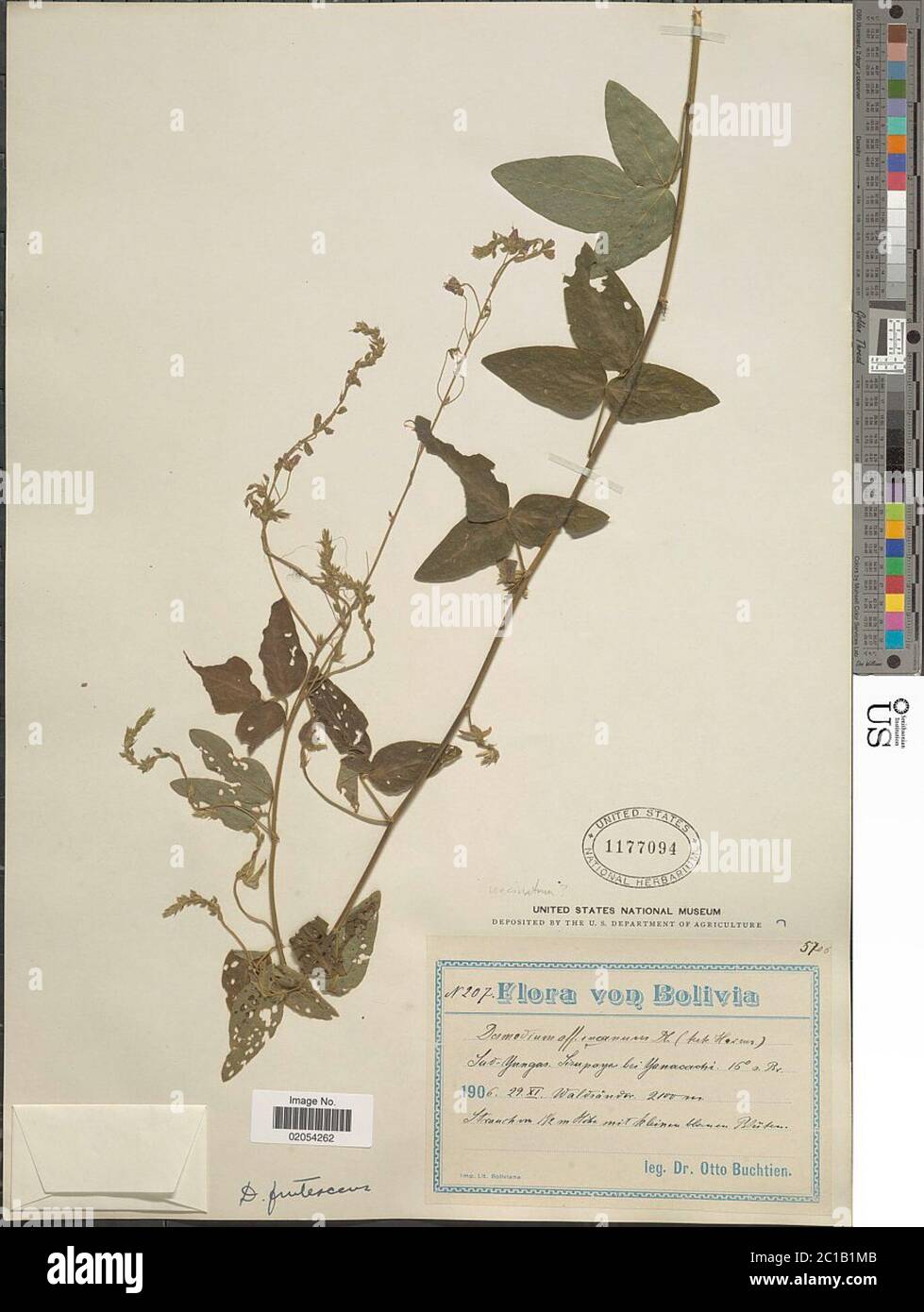 Desmodium sp. Desmodium sp. Foto Stock