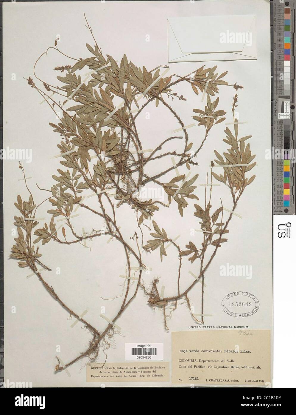 Desmodium sp. Desmodium sp. Foto Stock