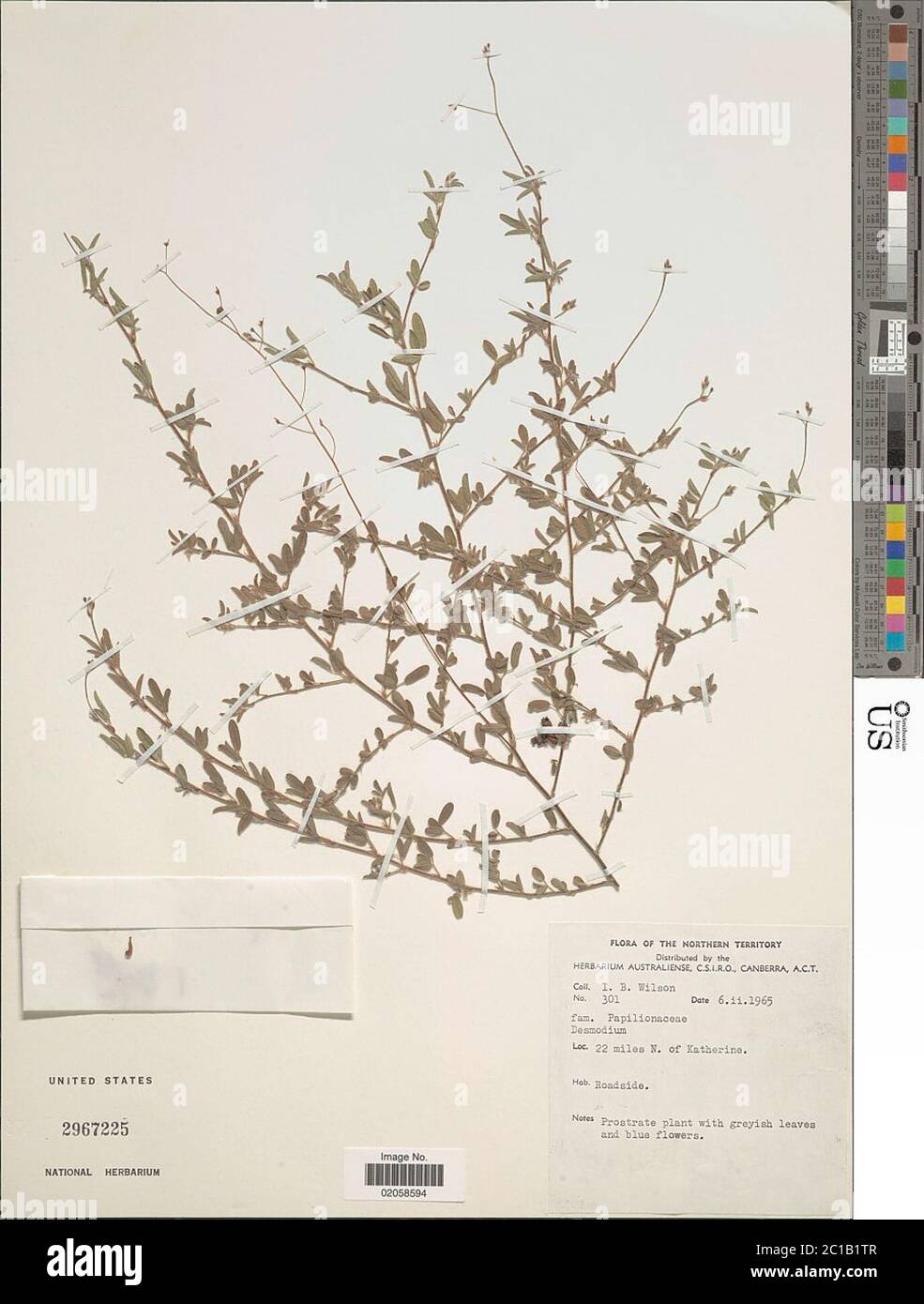 Desmodium sp. Desmodium sp. Foto Stock