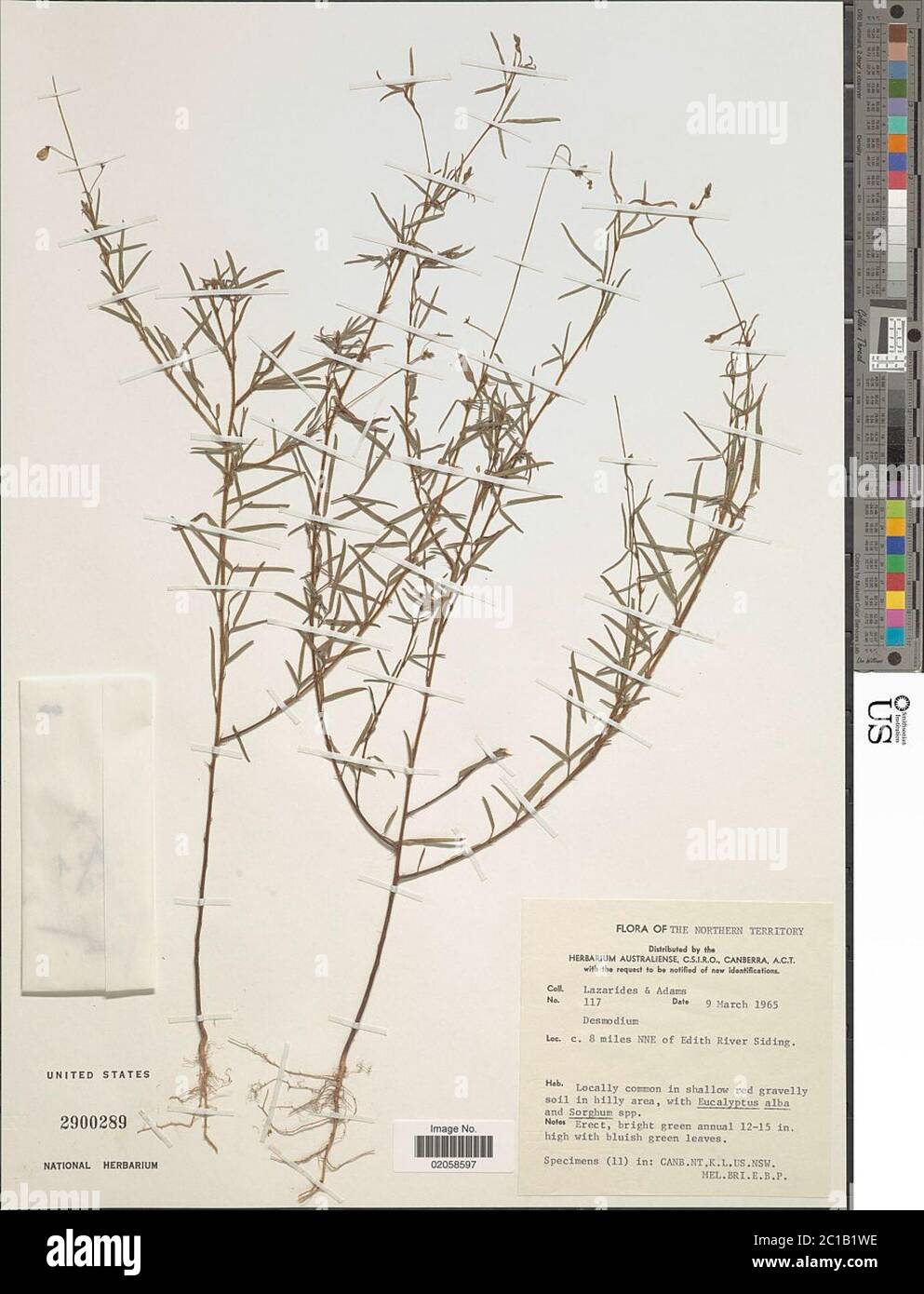 Desmodium sp. Desmodium sp. Foto Stock