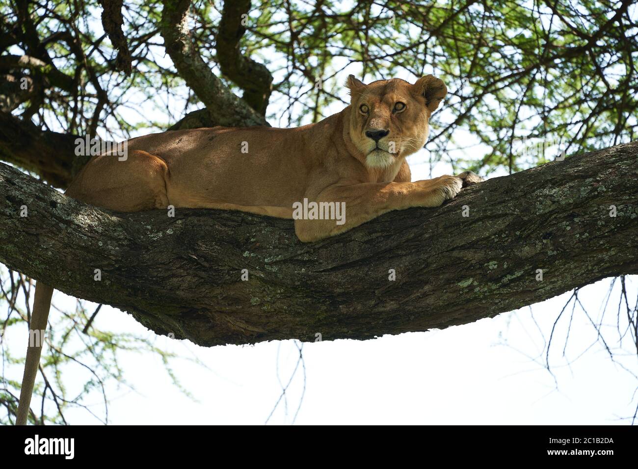 Alpinismo Serengeti - Lion Safari Ritratto Foto Stock