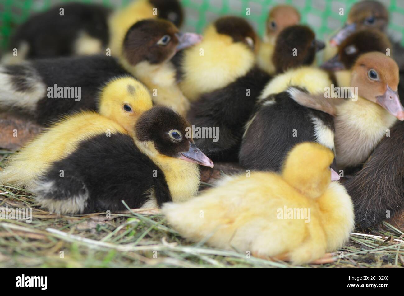 Il piccolo closeup di anatra muschio Foto Stock