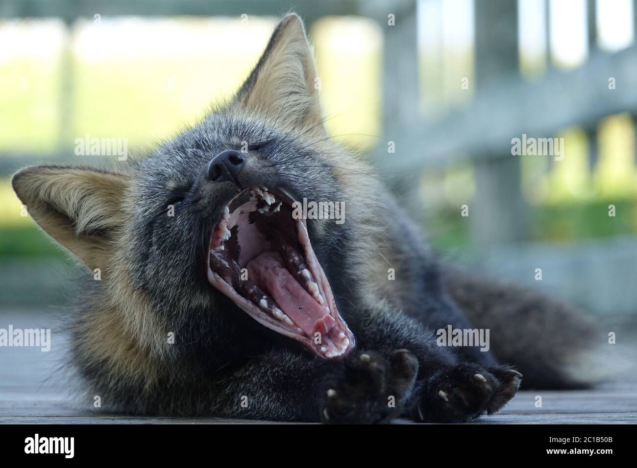 Cattura di una volpe d'argento a Capo Saint Mary's, Terranova Foto Stock