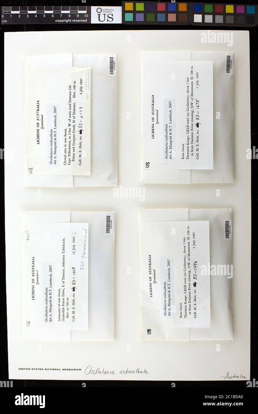 Ocellularia isidioalbua Mangold Ocellularia isidioalbua Mangold. Foto Stock