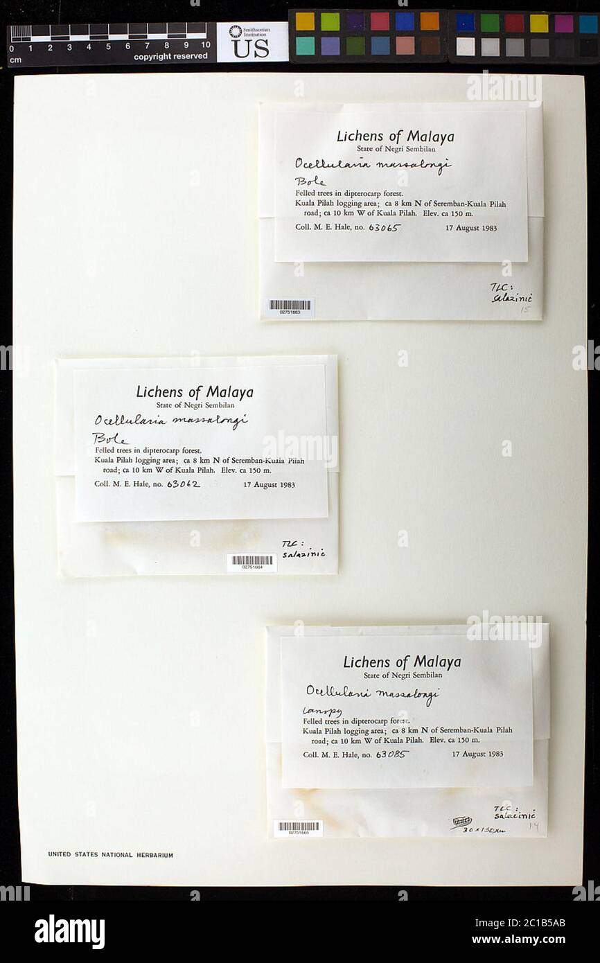 Ocellularia massalongoi Mont Hale Ocellularia massalongoi Mont Hale. Foto Stock