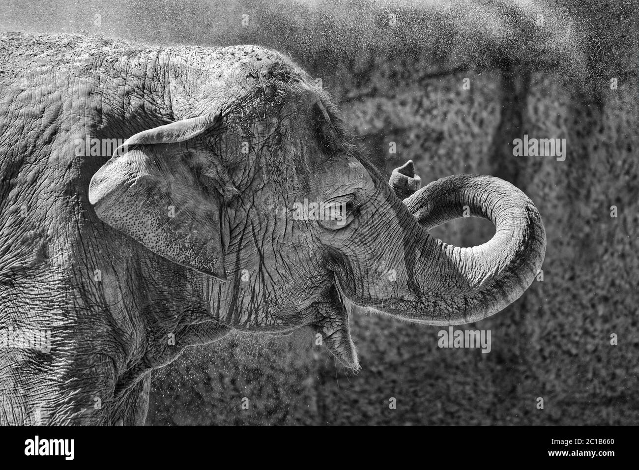 Elefante asiatico - Elefas maximus Foto Stock