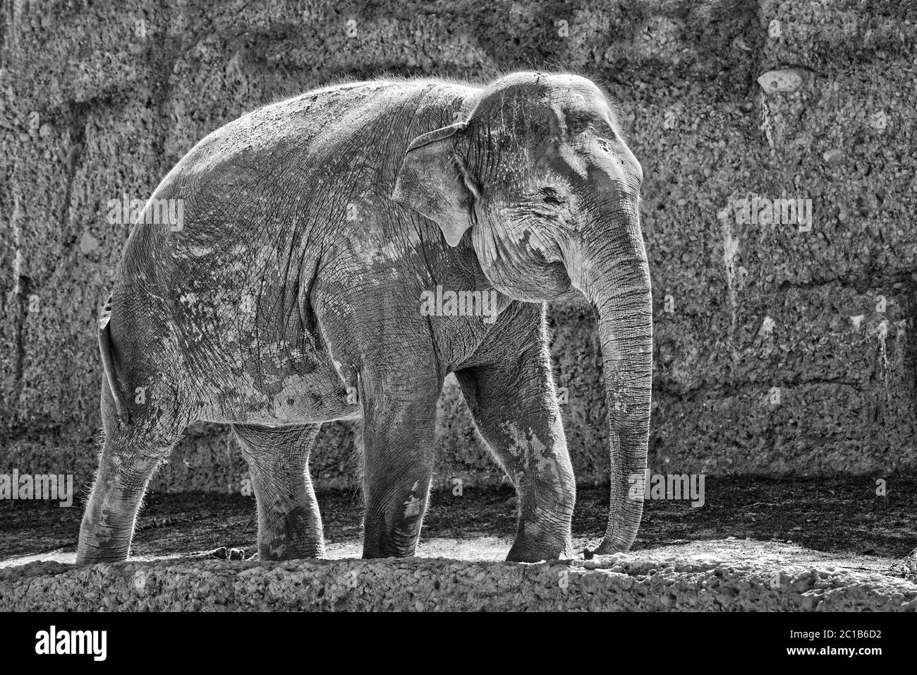 Elefante asiatico - Elefas maximus Foto Stock