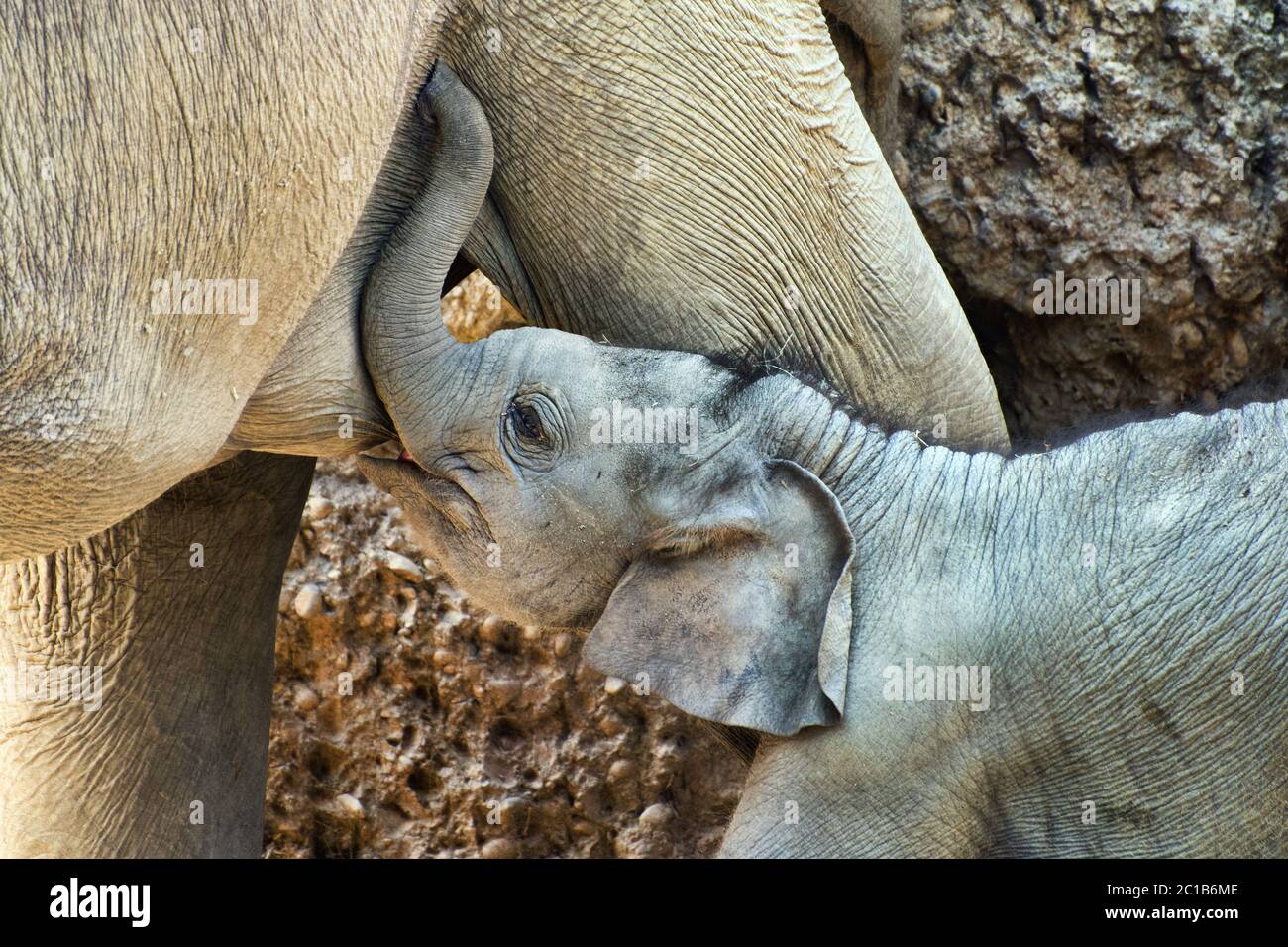 Vitello elefante asiatico - Elefas maximus Foto Stock