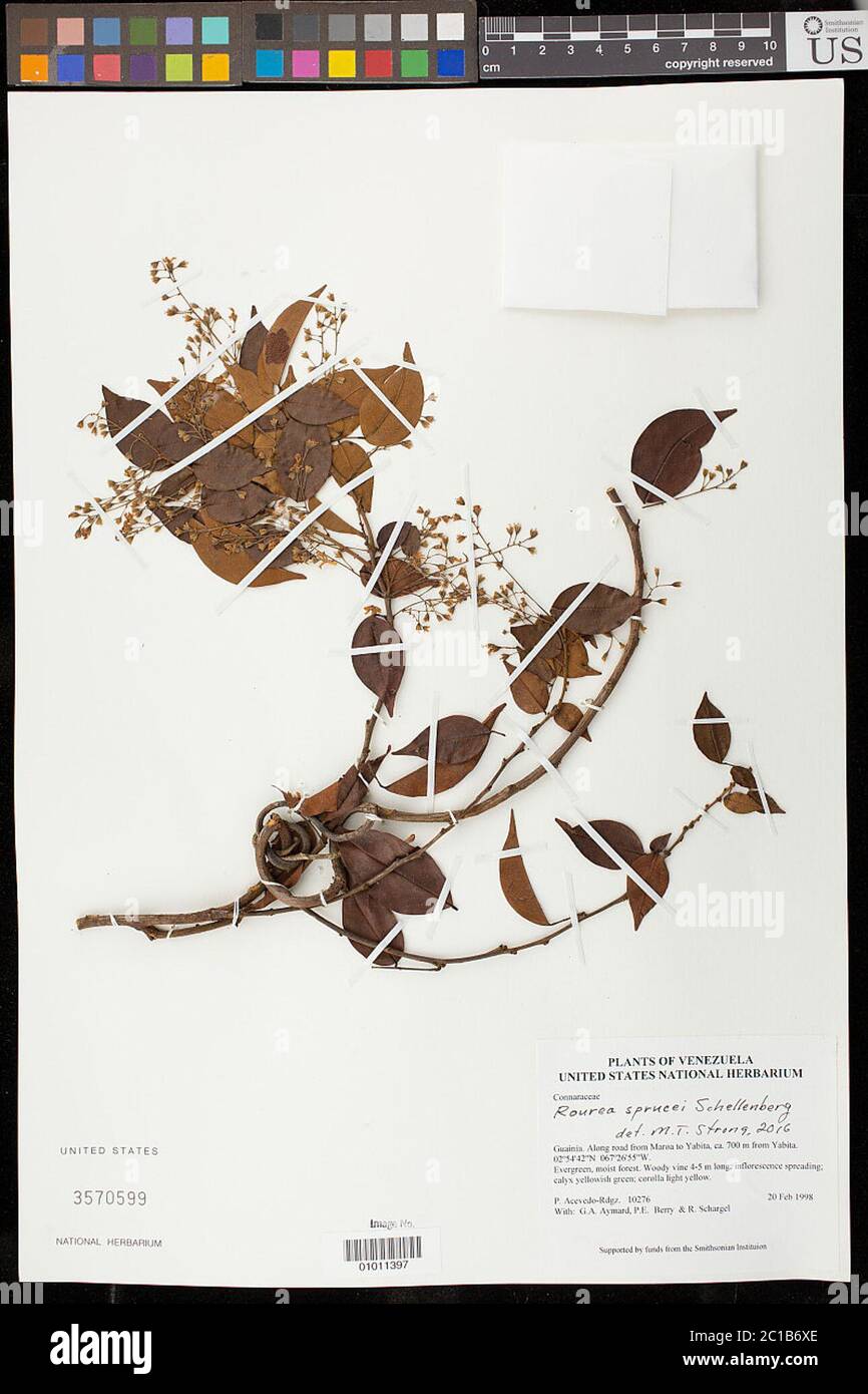 Rourea sprucei G Schellenb var sprucei Rourea sprucei G Schellenb var sprucei. Foto Stock