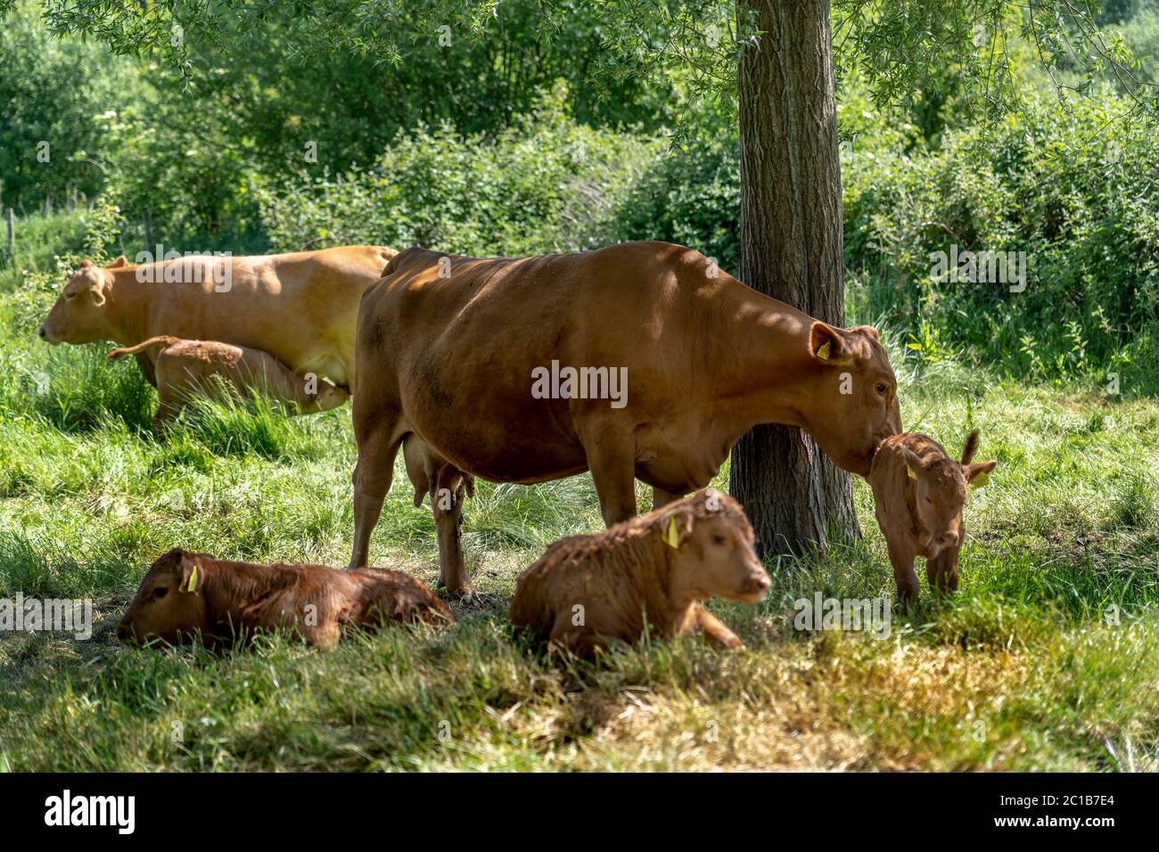 MUCCHE E I LORO POLPACCI IN UN CAMPO Foto Stock