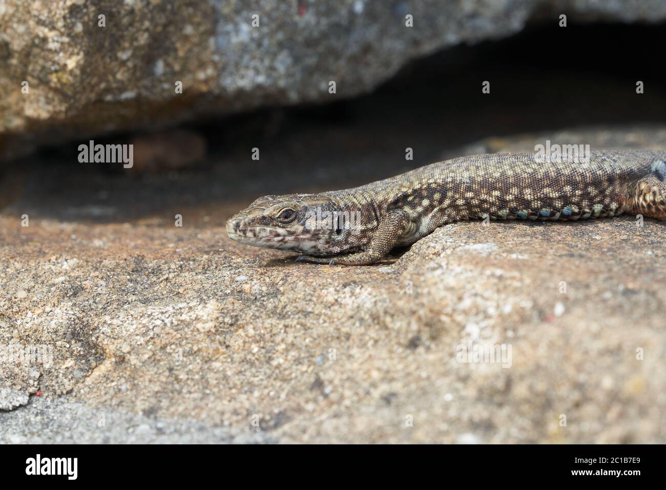 Comune parete lucertola podarcis muralis Rettile primo piano Ritratto chiaro Foto Stock