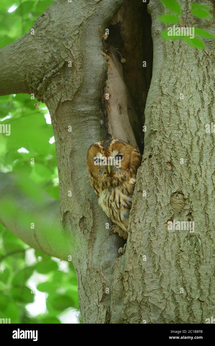 Gufo brulicante seduto in un buco in e faggio, circondato da foglie verdi Foto Stock
