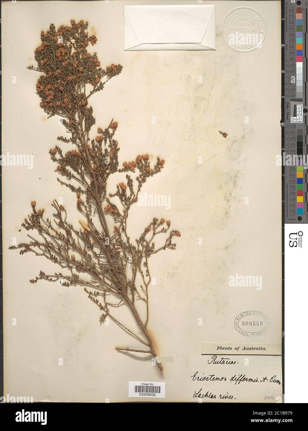 Eriostemon difformis A Cunn ex endl Eriostemon difformis A Cunn ex endl. Foto Stock