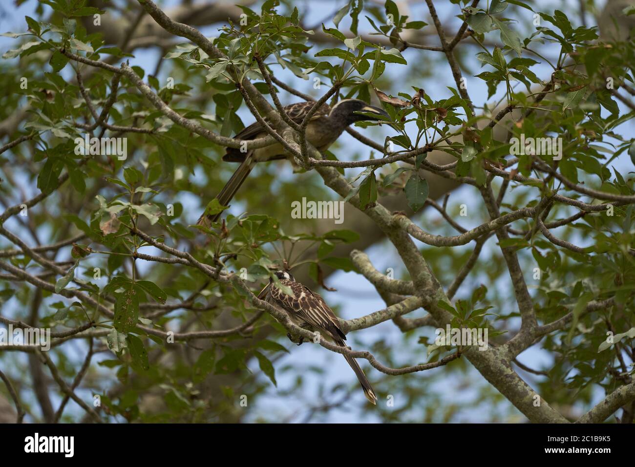 Fiordo grigio africano Lophoceros nasutus tropicale vicino uccelli passerini trovati nel Vecchio mondo. Africa. Ritratto con insetto di cibo Foto Stock