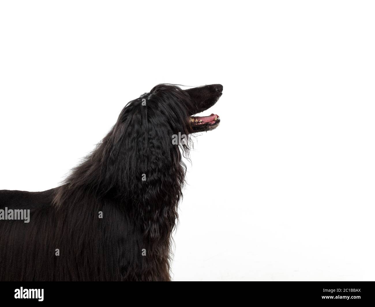 Un hound afgano nero con una lunga pelliccia riccia su sfondo bianco Foto Stock