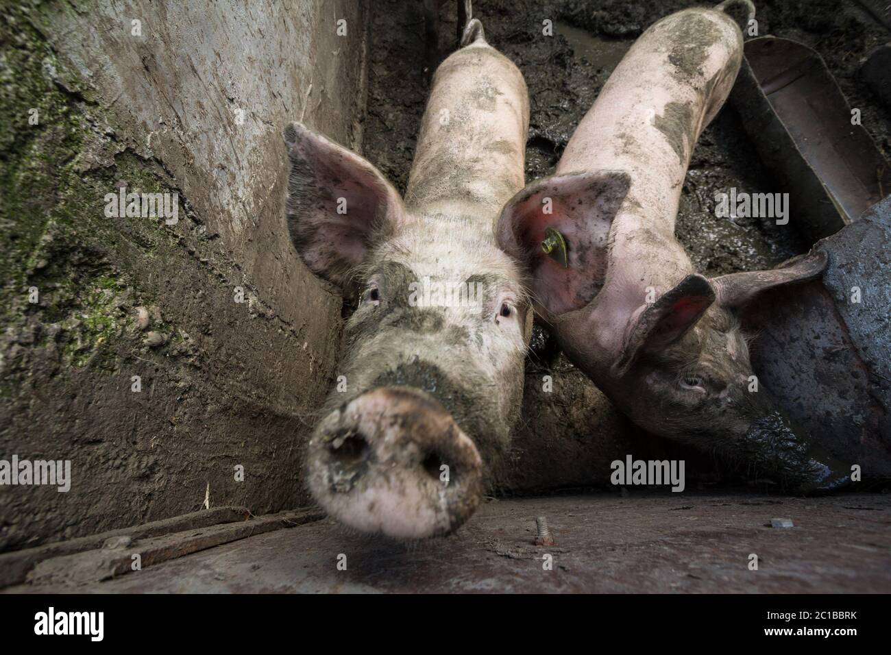 Due maiali in un fango, in un cortile di fattoria, curiosi e odoranti la macchina fotografica con i loro nasi chiamati serpenti di maiale. Immagine di due maiali che odorano con curioso Foto Stock