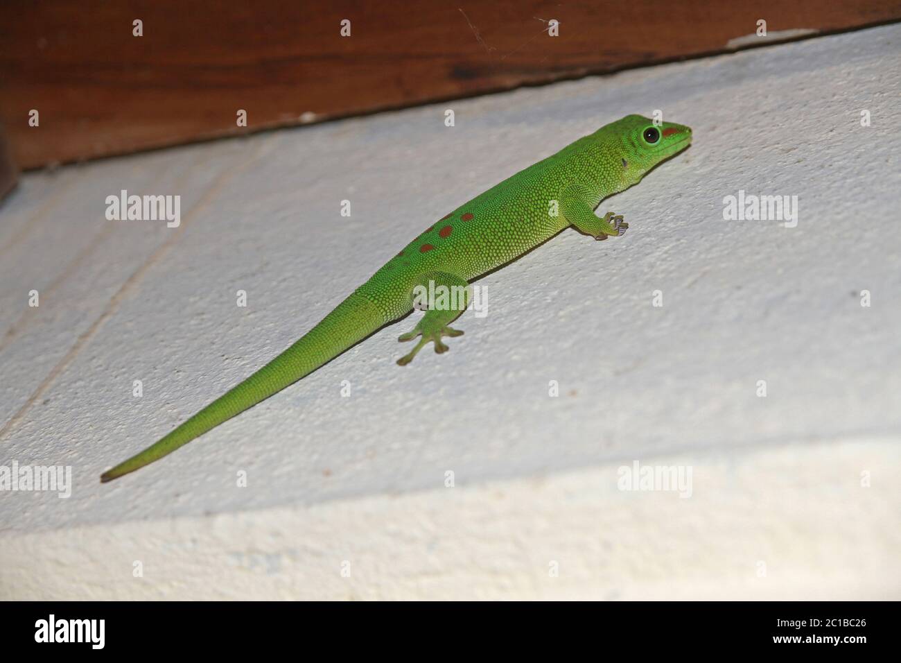 Madagascar giorno gecko su parete trave, (Phelsuma madagascariensis madagascariensis), Villaggio di Ampangorinana, Isola di Nosy Komba, Madagascar. Foto Stock