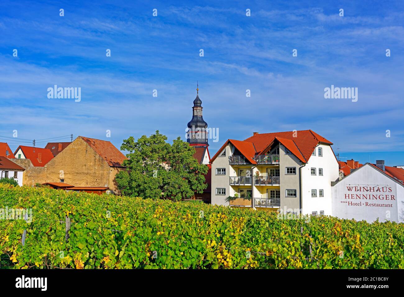 Weinberg, Weinstöcke, Herbstlaub, Ortsansicht Foto Stock
