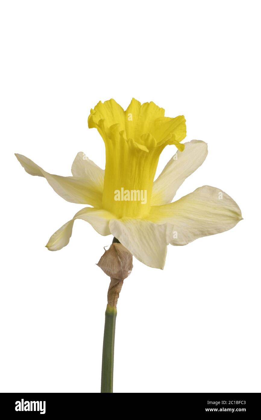 Daffodil giallo (Narcissus) isolato su sfondo bianco Foto Stock