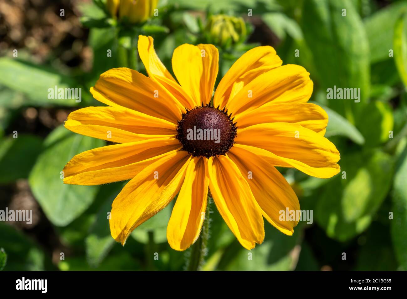 Rudbeckia hirta 'Primavera Irlandese' una pianta di fiori d'autunno erbacea gialla perenne comunemente conosciuta come Black Eyed Susan o Coneflower Foto Stock