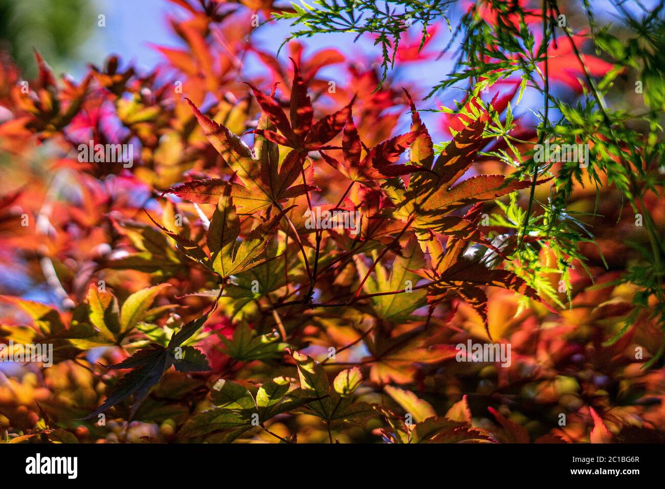 Colorati di foglie di acero Foto Stock