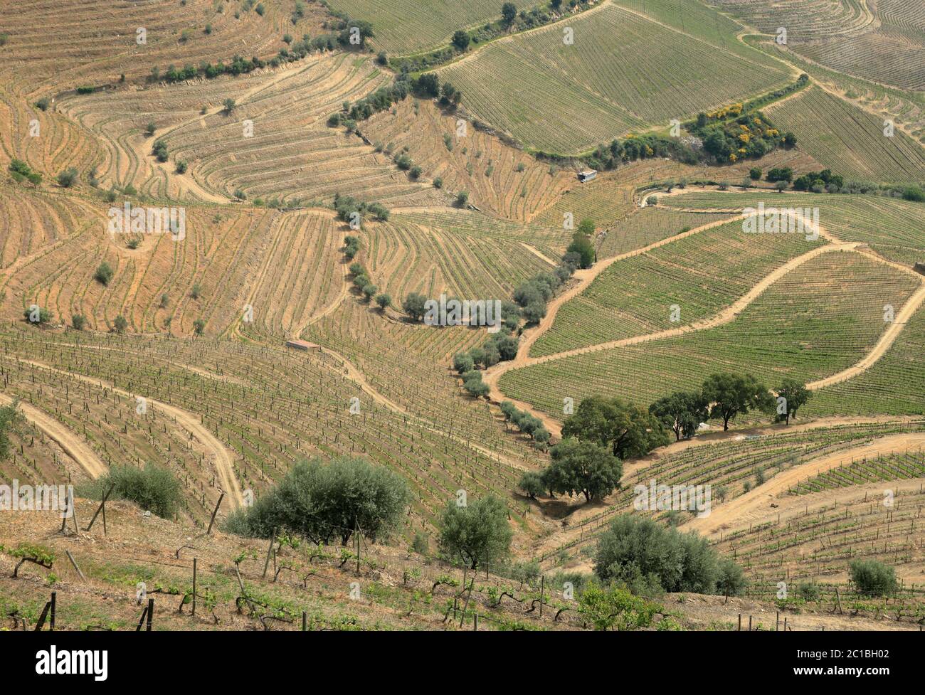 Portogallo, Sabrosa, Regione viticola di Douro. Vista sui vigneti storici all'inizio della primavera. Sito patrimonio dell'umanità dell'UNESCO. Foto Stock