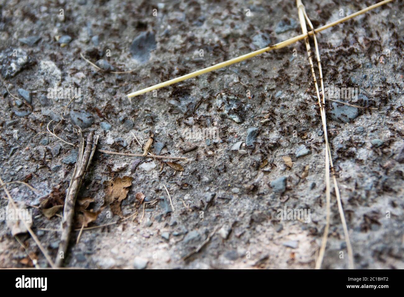 Formiche che corrono, formiche cordonano, molte formiche veloci a terra. Foto Stock
