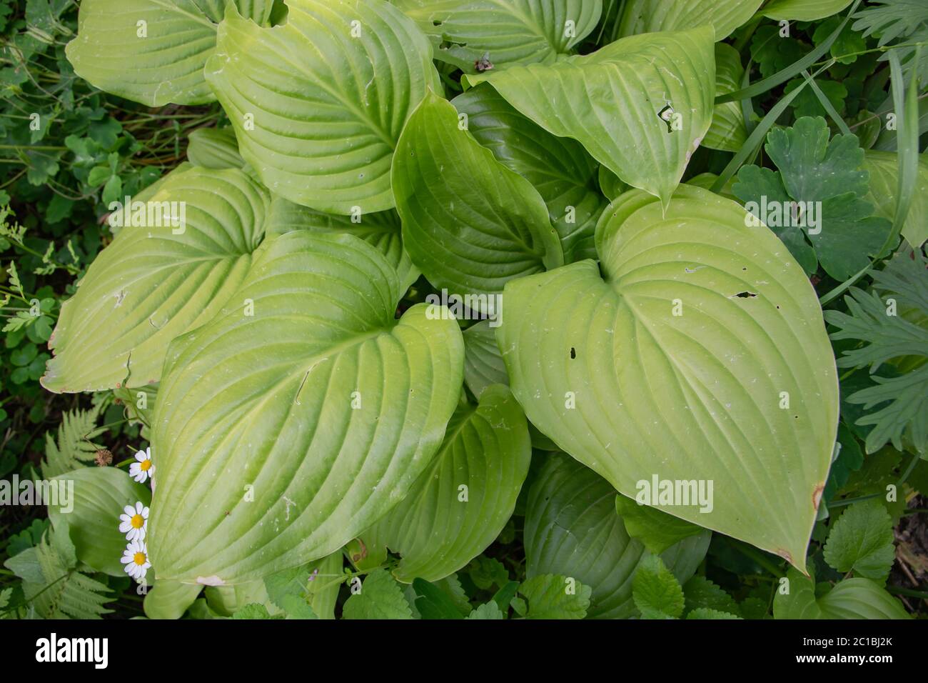 Belle foglie verdi. Giglio, spathiphylllum. Foto Stock