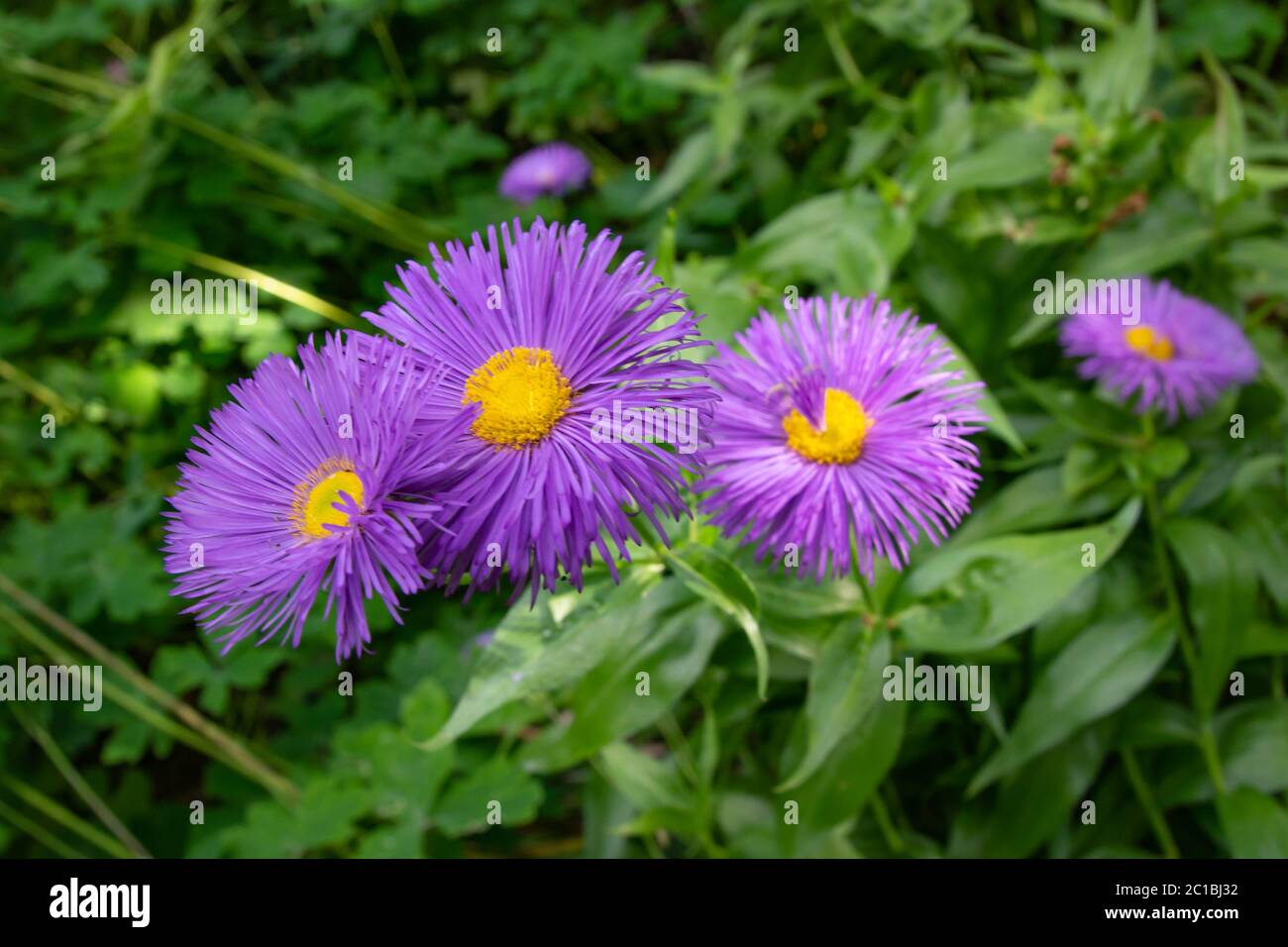 Fiori rosa Erigeron-Hybride. Bellissimi fiori nel giardino. Foto Stock