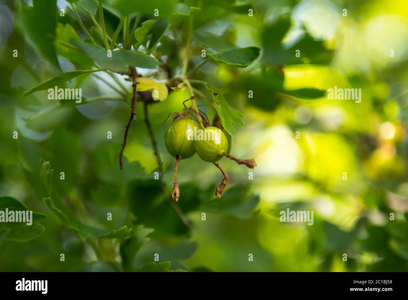 Ragno sul ribes verde. Foto Stock