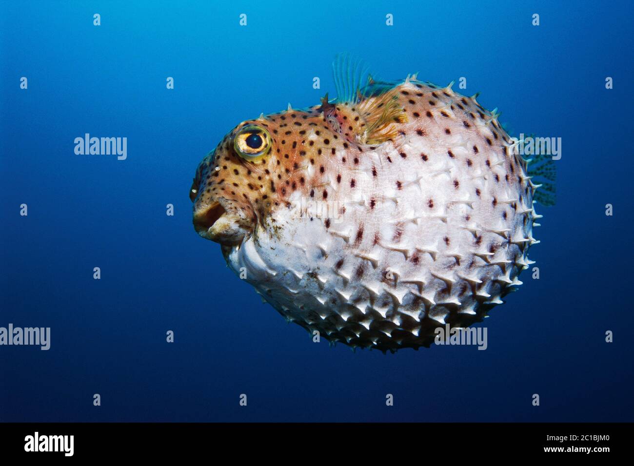 Porcupinefish spinoso - Diodon holocanthus Foto Stock