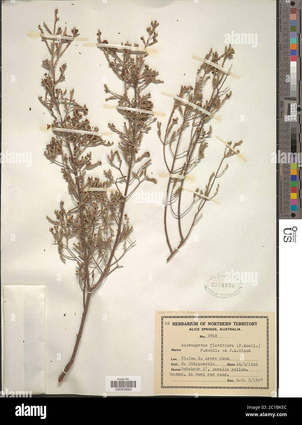 Micromyrtus flaviflora F Muell ex JM Nero Micromyrtus flaviflora F Muell F Muell ex JM Nero. Foto Stock