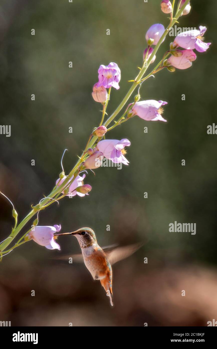 America del Nord, Stati Uniti, Oregon, americano, Hummingbird Foto Stock